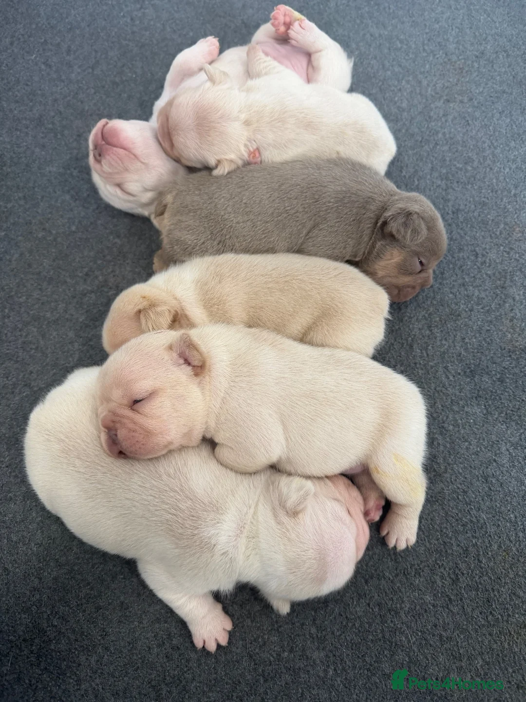 French Bulldog dogs for sale: Exotic French bulldog puppies/Health Tested Parent in Stoke-on-Trent - Advert 36