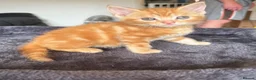 Mixed Breed cats for sale: 6 beautiful ginger kittens  - Advert 2