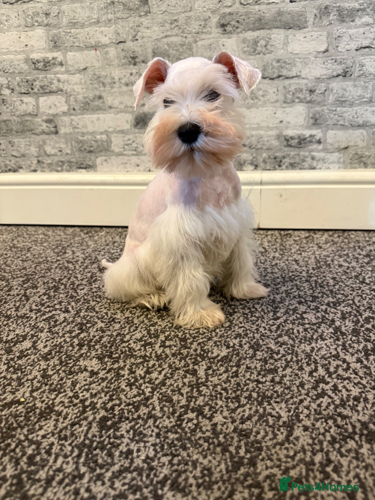 Miniature Schnauzer dogs Beauiful miniature schnauzer pup girl available  - Advert 13