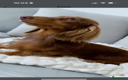 Miniature Dachshund dogs for sale: Long haired Miniature Dachshund - Image 2
