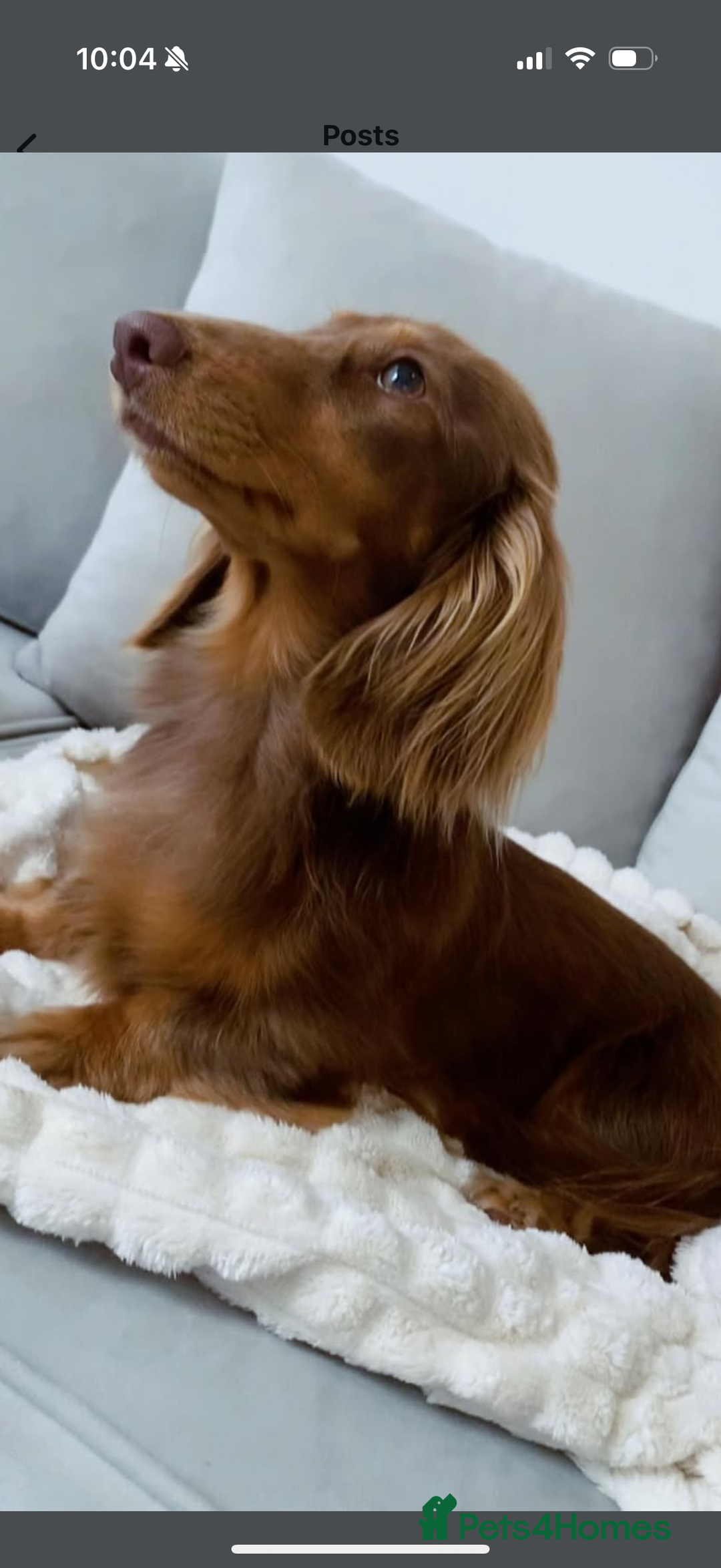 Miniature Dachshund dogs for sale: Long haired Miniature Dachshund - Image 2
