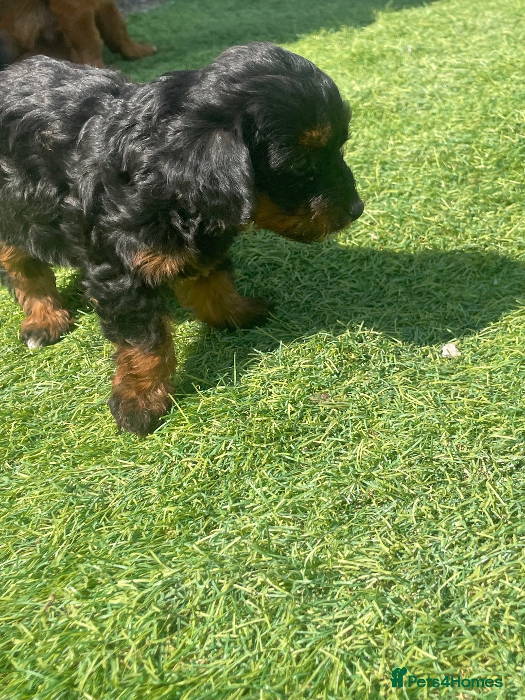 Doxiepoo dogs for sale: Doxiepoos - Image 23
