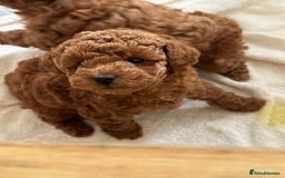 Toy Poodle dogs for sale: bundles of joy purebred toy poodle pups - Image 2