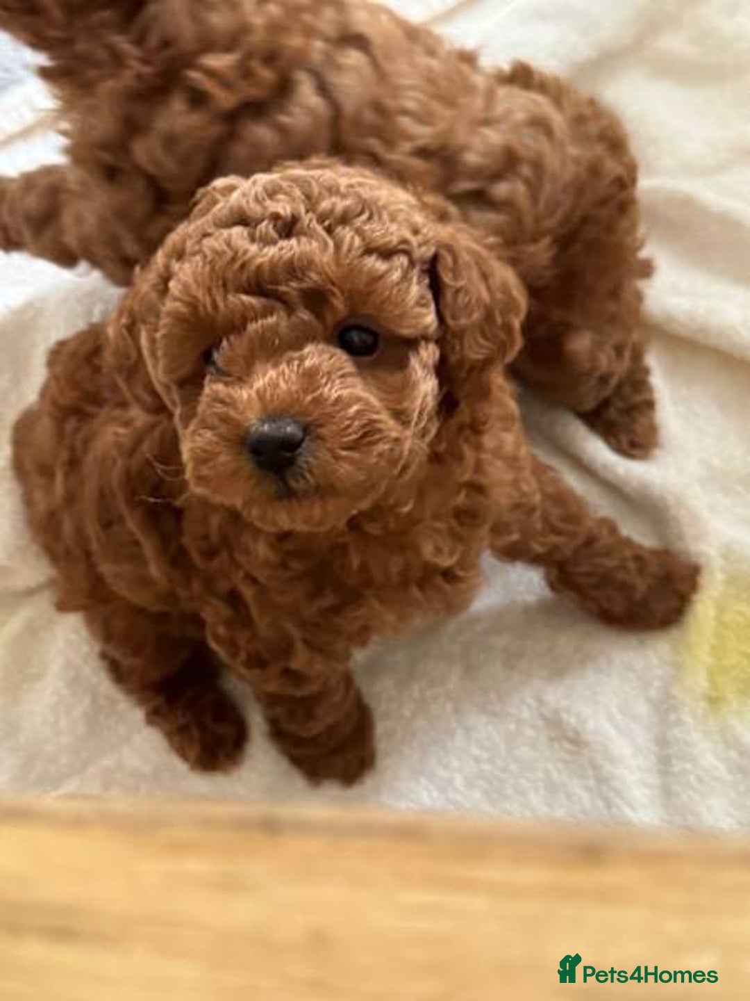 Toy Poodle dogs for sale: bundles of joy purebred toy poodle pups - Image 2