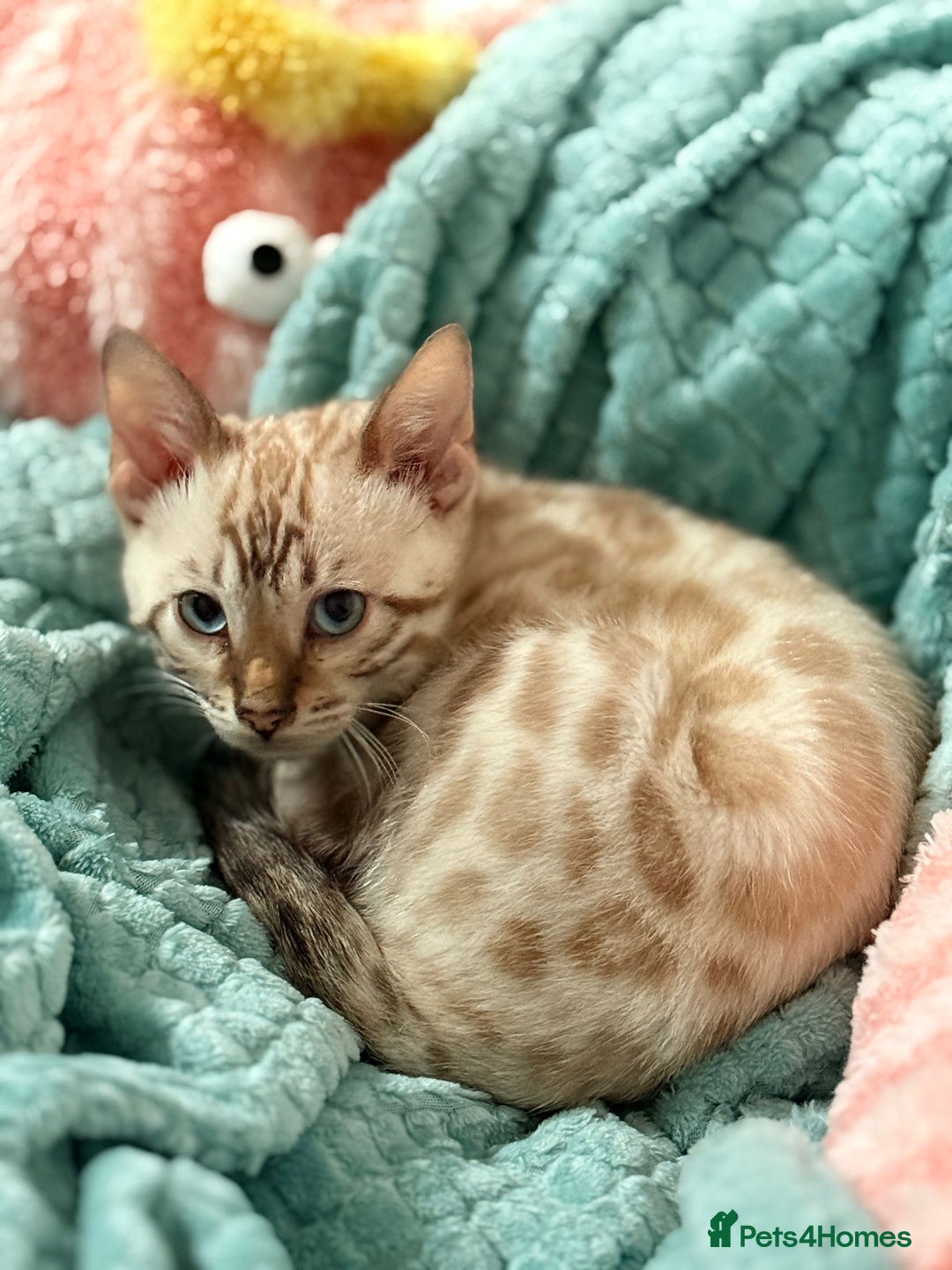 Bengal cats for sale: Rehome TICA registered Snow Lynx Bengal Boy - Advert 6