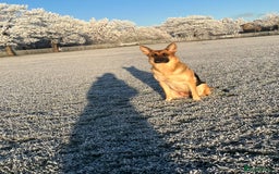 German Shepherd dogs for sale: German shepherd puppies  - Image 15