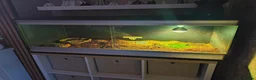 Tortoise reptiles for sale: Red foot tortoise with vivarium  in Walsall - Advert 7