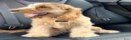 Cocker Spaniel dogs for sale: GOLDEN SHOW-TYPE PEDIGREE COCKER SPANIEL GIRL - Advert 3