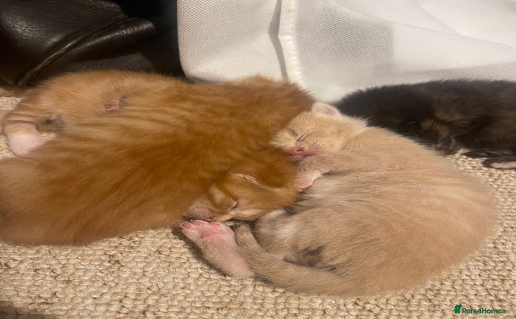 Turkish Angora cats - Advert 1