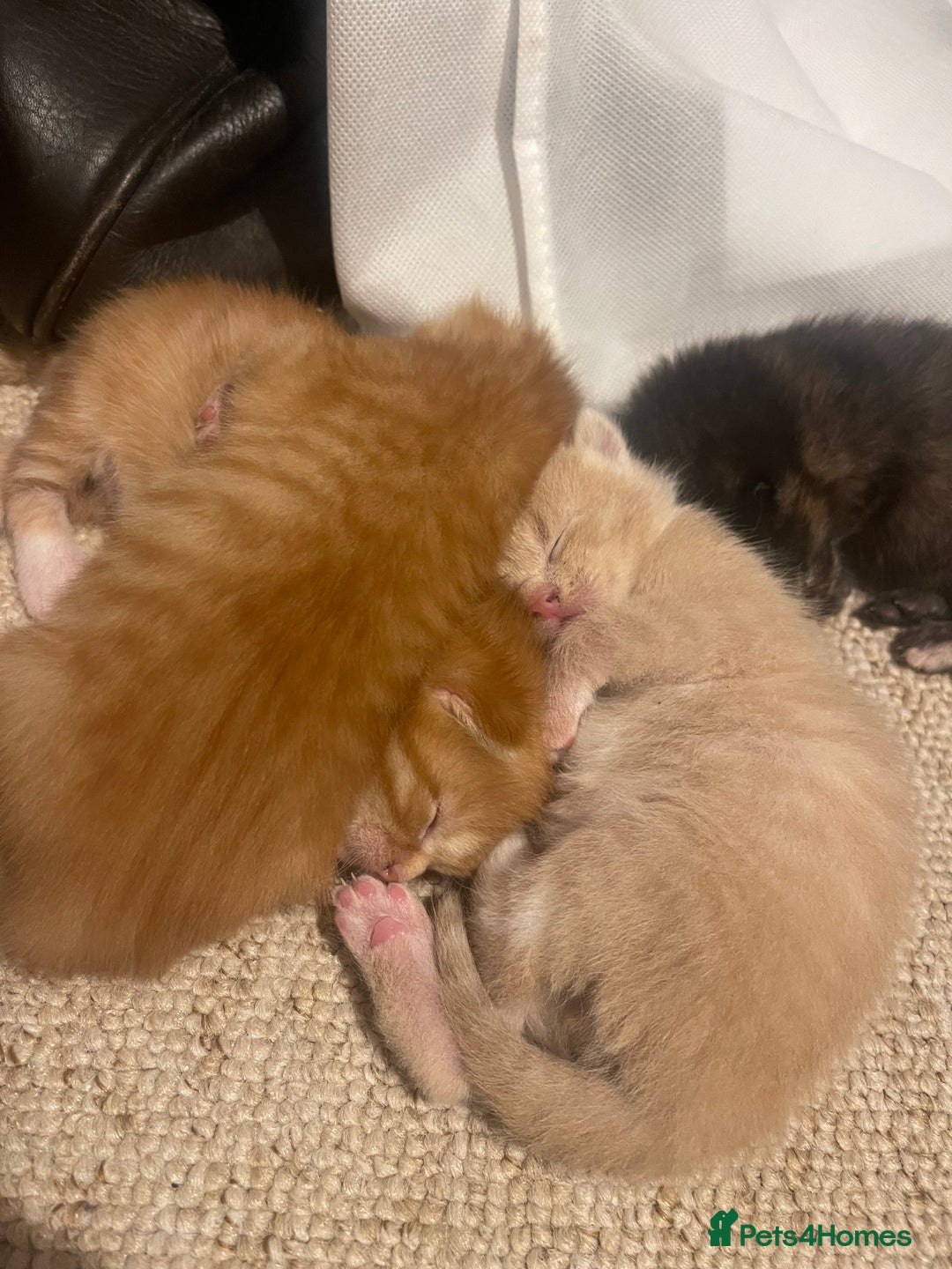 Turkish Angora cats for sale: 🐱🥰Kittens for sale - Image 1