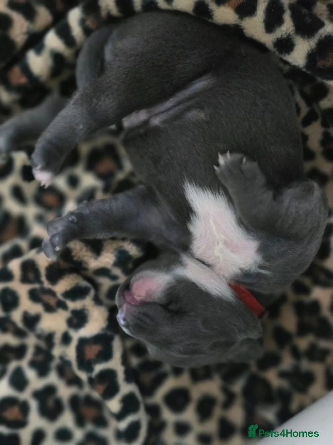 Staffordshire Bull Terrier dogs for sale: Strong PURE Blue Eng Staffordshire Bull Terrier - Advert 3