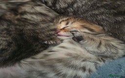 British Shorthair cats for sale: British shorthair x kittens - Image 14