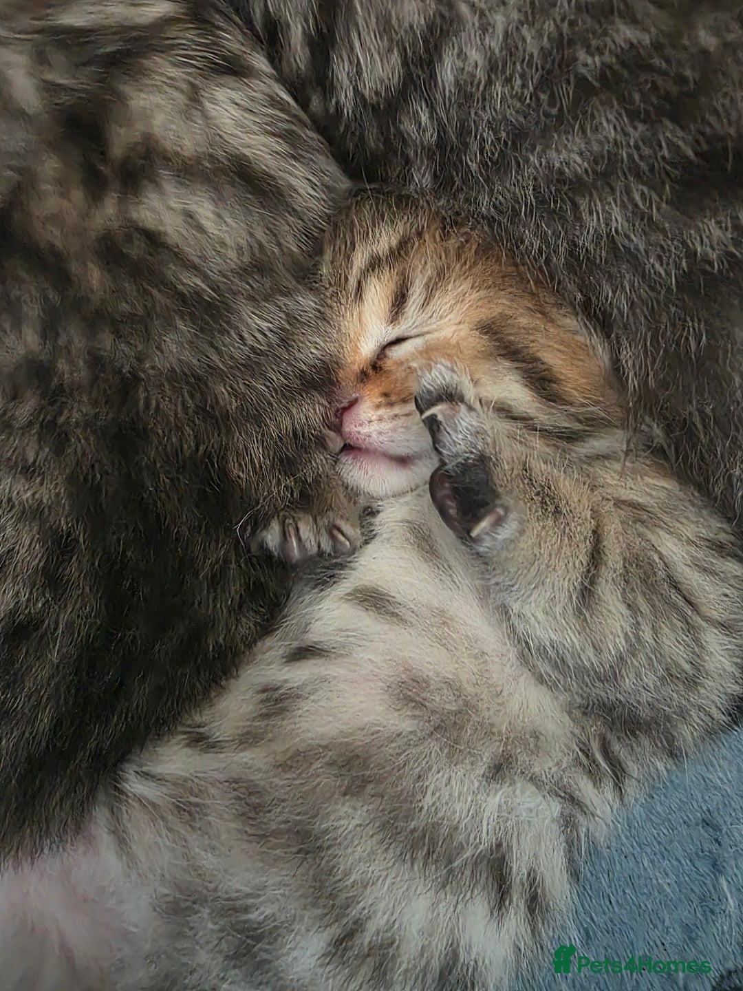 British Shorthair cats for sale: British shorthair x kittens - Image 14