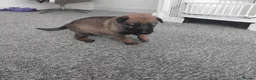 German Shepherd dogs for sale: German shepherd Puppies - Advert 14