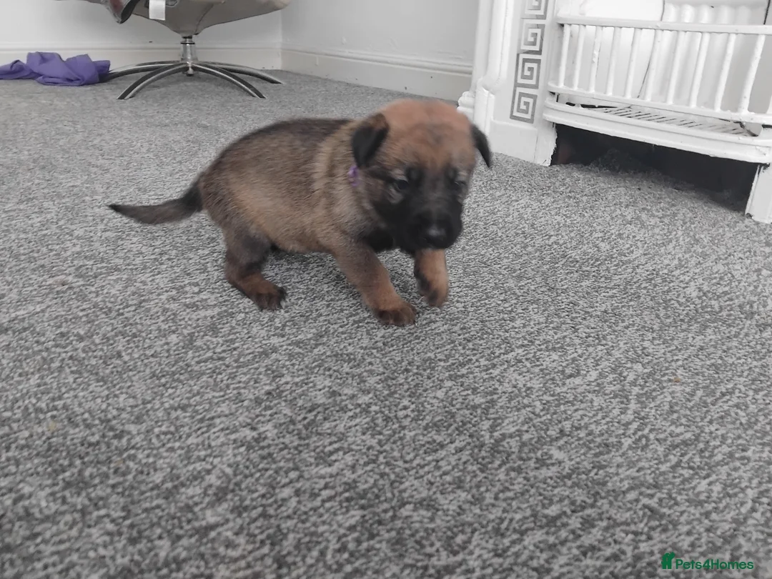 German Shepherd dogs for sale: German shepherd Puppies - Advert 14