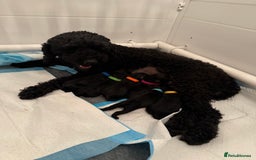 Mixed Breed dogs for sale: Sprockerpoo puppies.. Available from 11/10 - Image 3