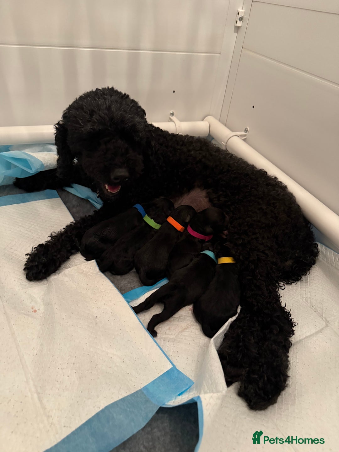 Mixed Breed dogs for sale: Sprockerpoo puppies.. Available from 11/10 - Image 3