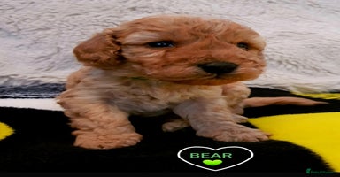 Cavapoo dogs - Advert 10