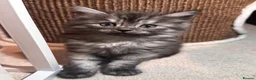Siberian cats for sale: 4 Stunning Siberian X Norwegian Forest Kittens🐾   - Advert 16