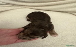 Cocker Spaniel dogs for sale: Cocker Spaniel Pups Seeking Forever Homes!💖 - Image 15