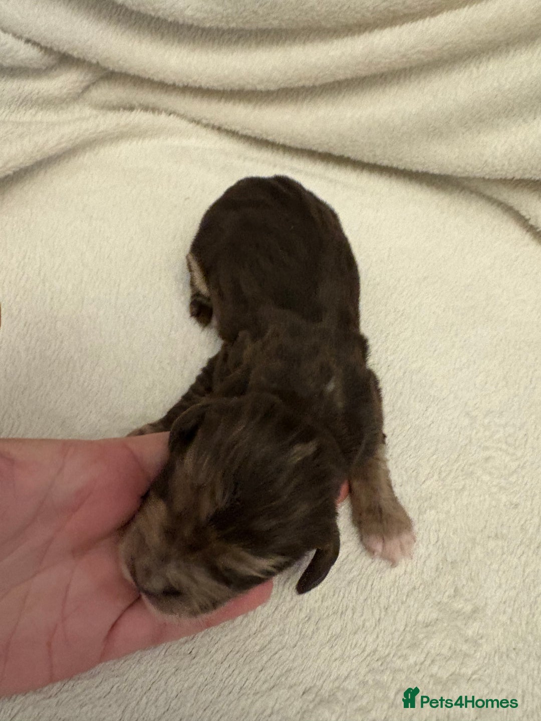Cocker Spaniel dogs for sale: Cocker Spaniel Pups Seeking Forever Homes!💖 - Image 15