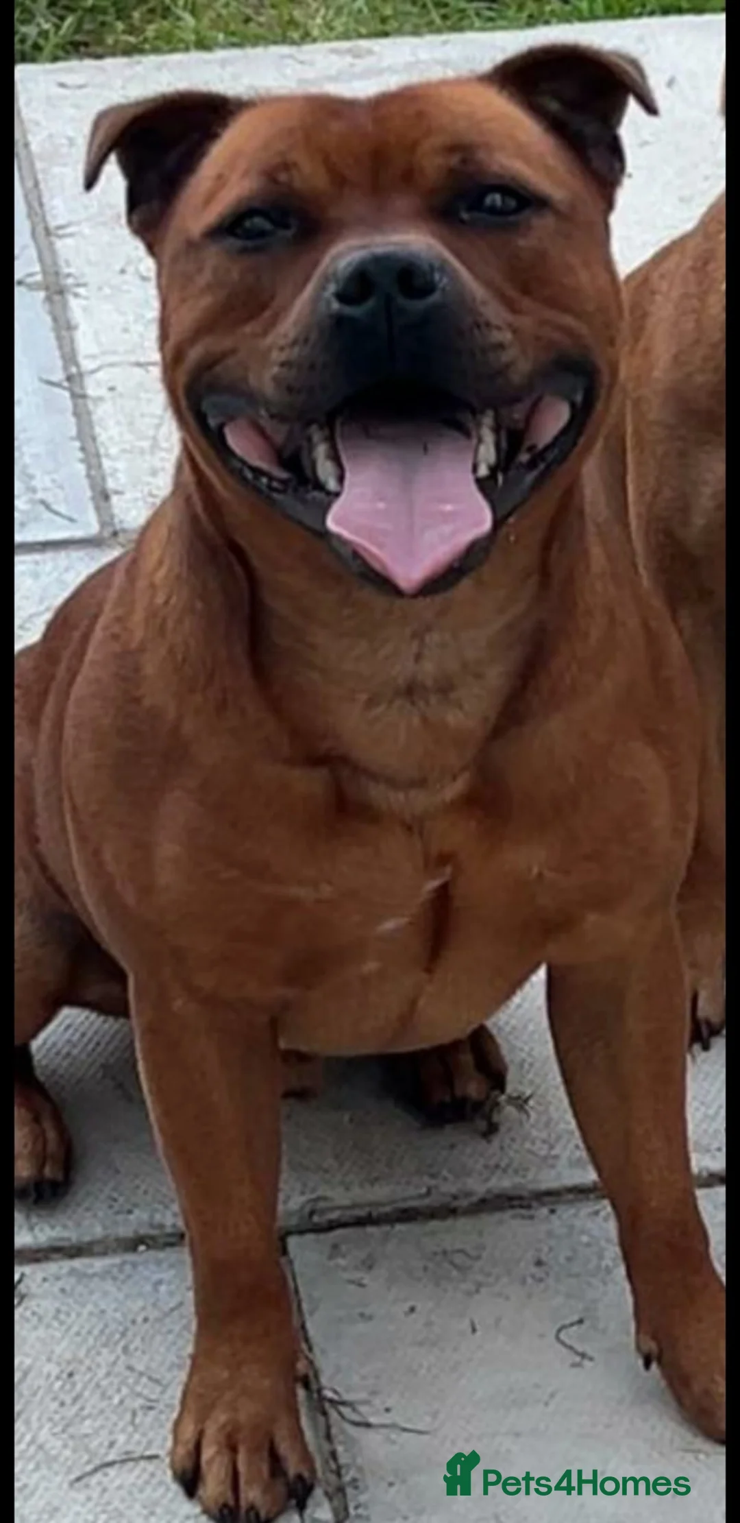 Staffordshire Bull Terrier dogs for stud: Midlandreds Firestorm, Champion Sired Stud  - Advert 2