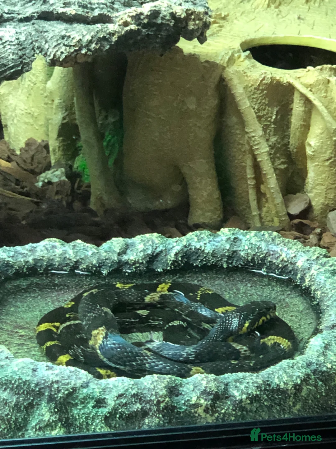 Rat Snake reptiles for sale: 2-3 year old Russian Ratsnake + entire setup in Warwick - Advert 2