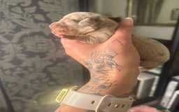 Mixed Breed dogs for sale: Xxx TINY dachshund x chihuahua puppies xxx - Image 10