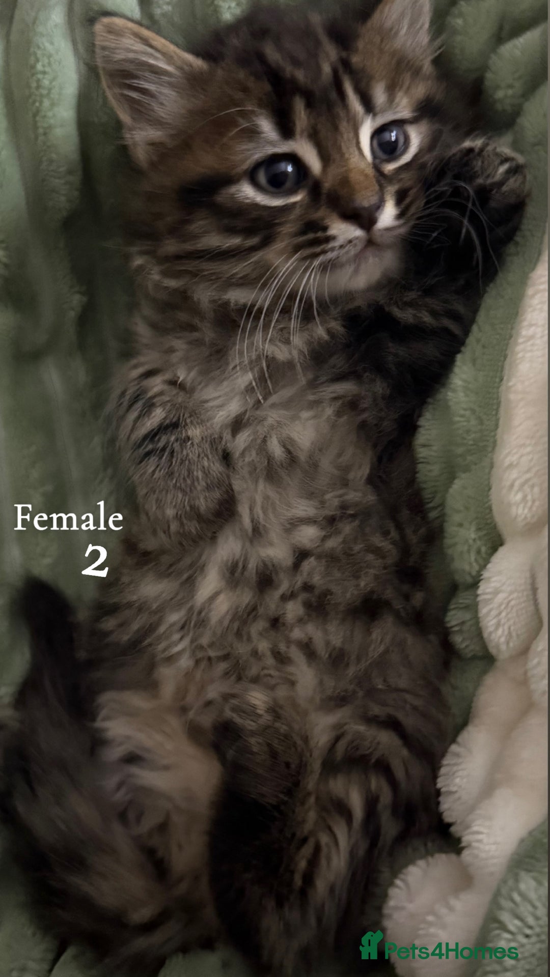 American Shorthair cats for sale: Mother and gorgeous kitties for sale🐾 - Advert 6