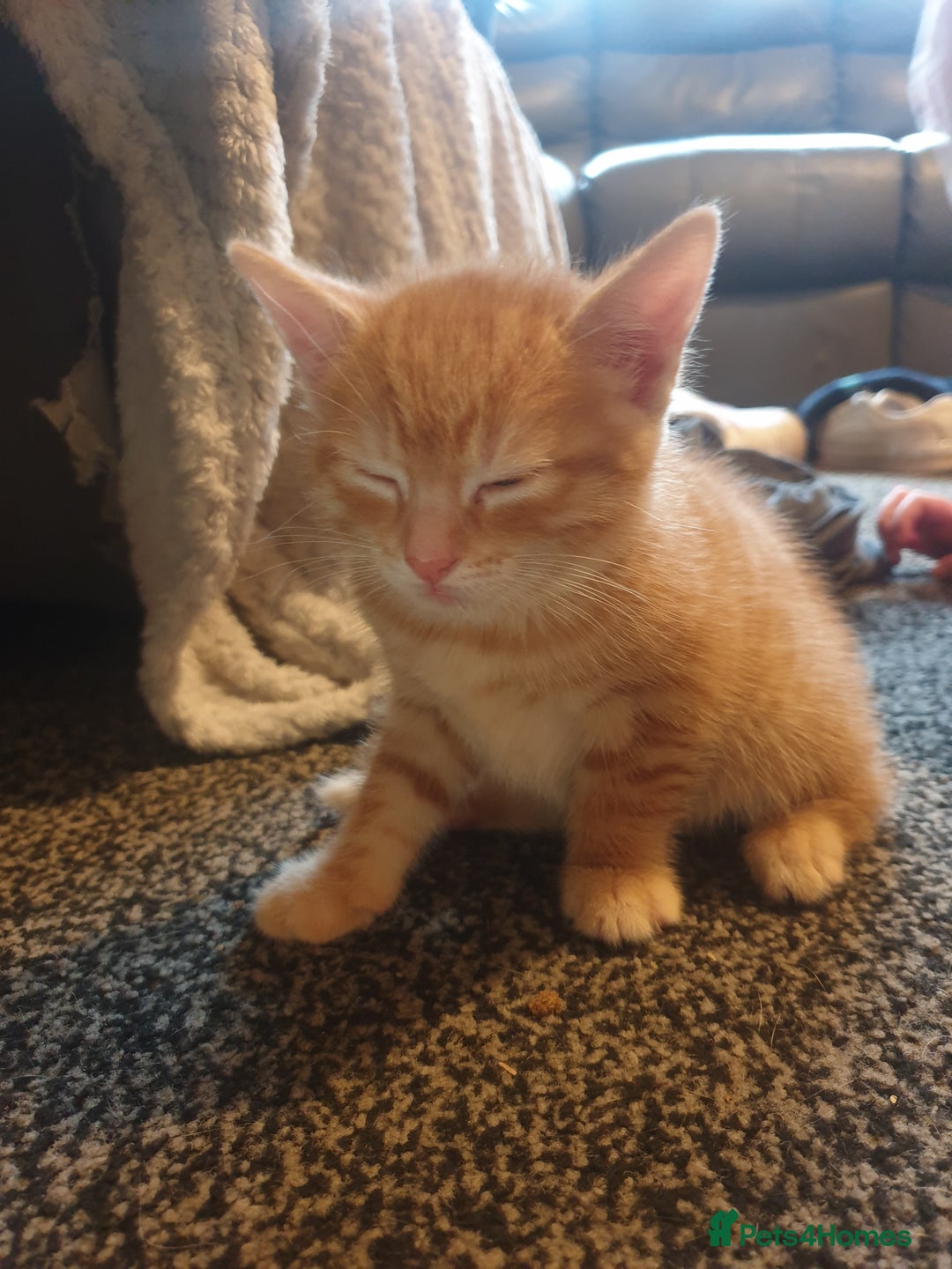Domestic Shorthair cats for sale: 2 gorgeous ginger boys - Advert 5