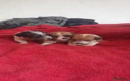 Jack Russell dogs for sale: Jack Russell puppies  - Image 8