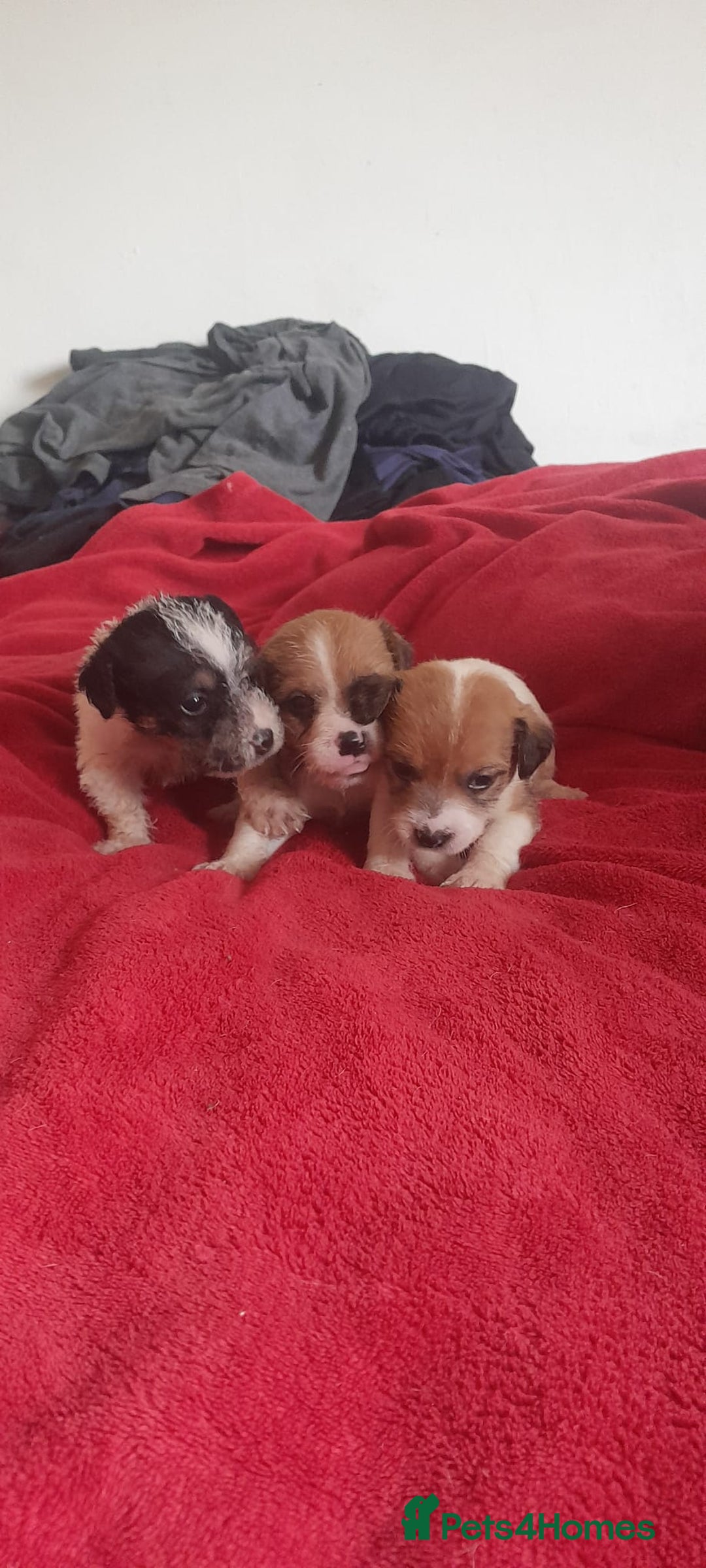 Jack Russell dogs for sale: Jack Russell puppies  - Image 8