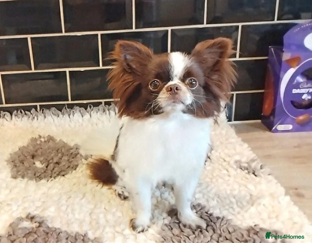 Chihuahua dogs for sale: Full pedigree long coat chihuahua lilac/chocolate - Advert 2
