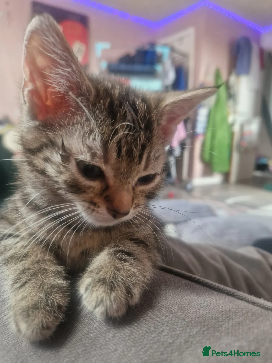 Mixed Breed cats for sale: 2 lovely kittens for sale  - Advert 8