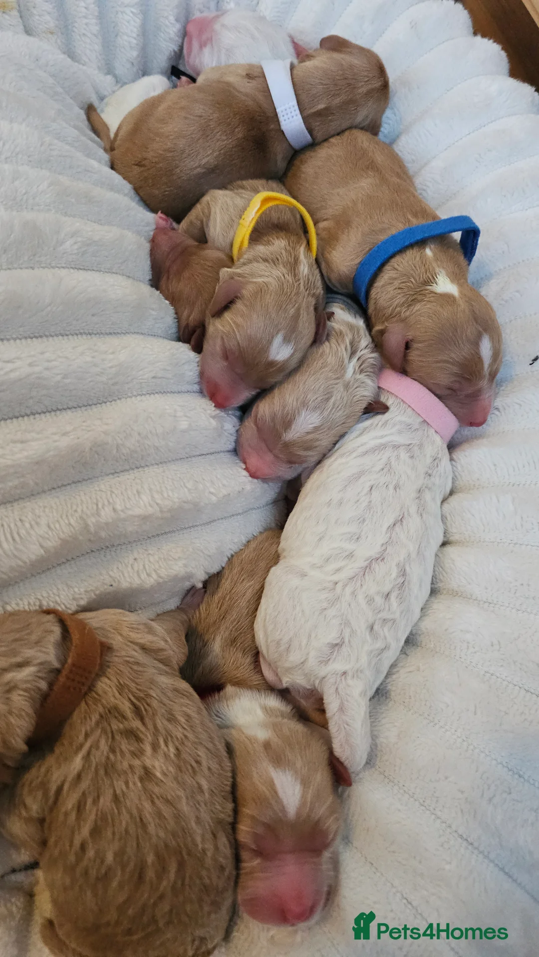 Australian Labradoodle dogs for sale: STUNNING LITTER OF AUSTRALIAN LABRADOODLES  - Advert 9