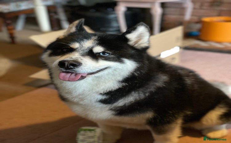 Huskita dogs Husky x Akita x Samoyed  - Advert 1