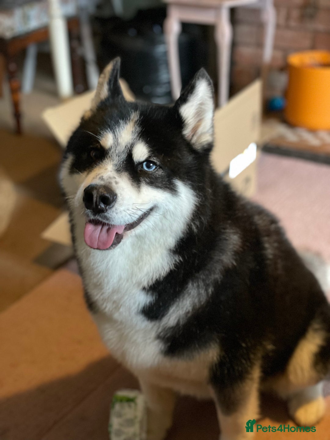 Huskita dogs for sale: Husky x Akita x Samoyed  - Advert 1