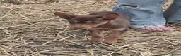 Australian Kelpie dogs for sale: Farm bred 5 boys 3 girls kelpie puppies - Advert 5