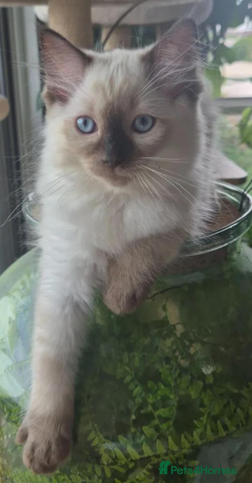Ragdoll cats 2 Beautiful GCCF & TICA Ragdoll Kittens Left 💕  - Advert 2