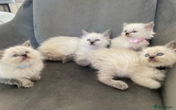 Ragdoll cats for sale: Favourite cuddling ragdolls for new homes - Image 2
