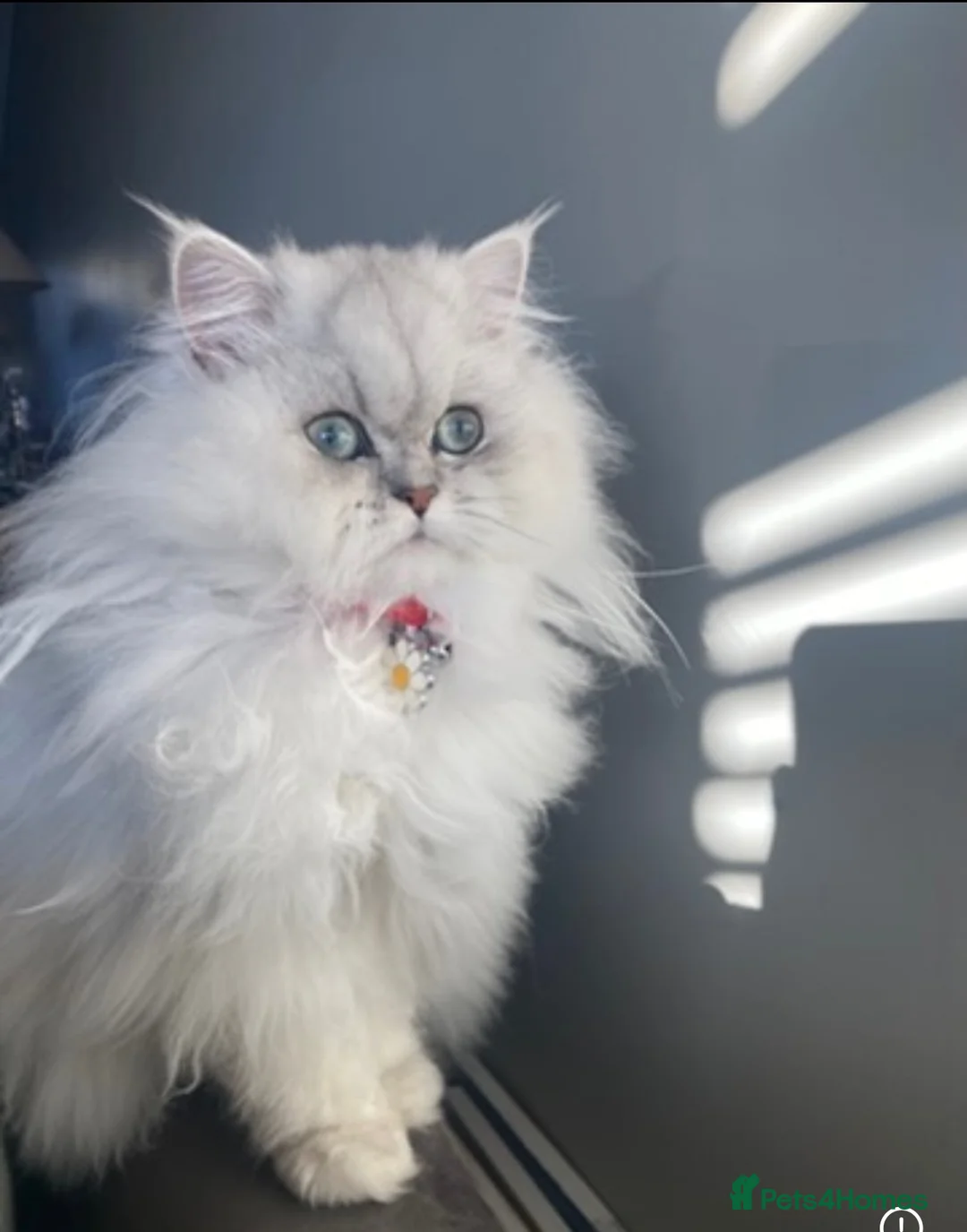 Persian cats for sale: Sunshine and Angel  - Advert 1