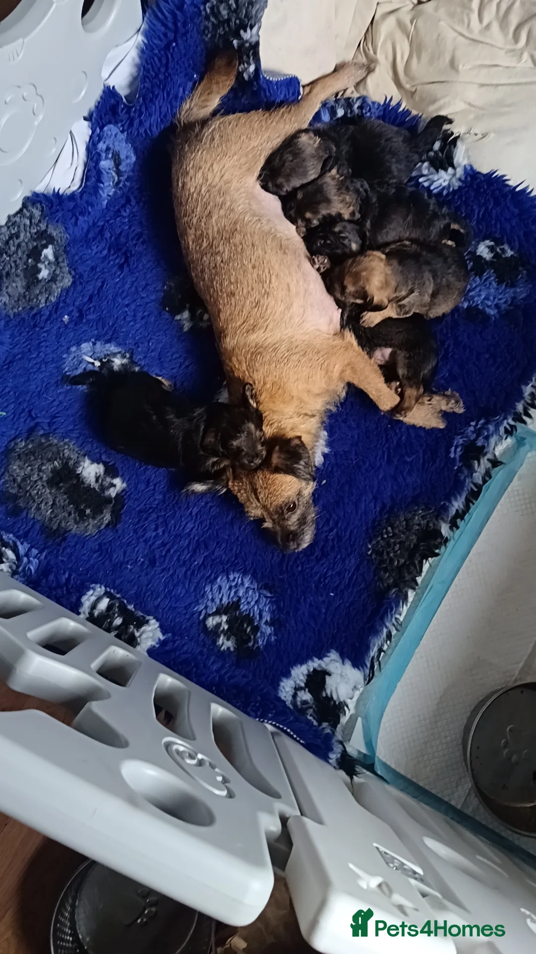 Mixed Breed dogs for sale: Border terrier x toy poodle pups  in Hailsham - Advert 1