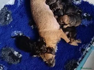 Mixed Breed dogs Border terrier x toy poodle pups in Hailsham - Advert 1