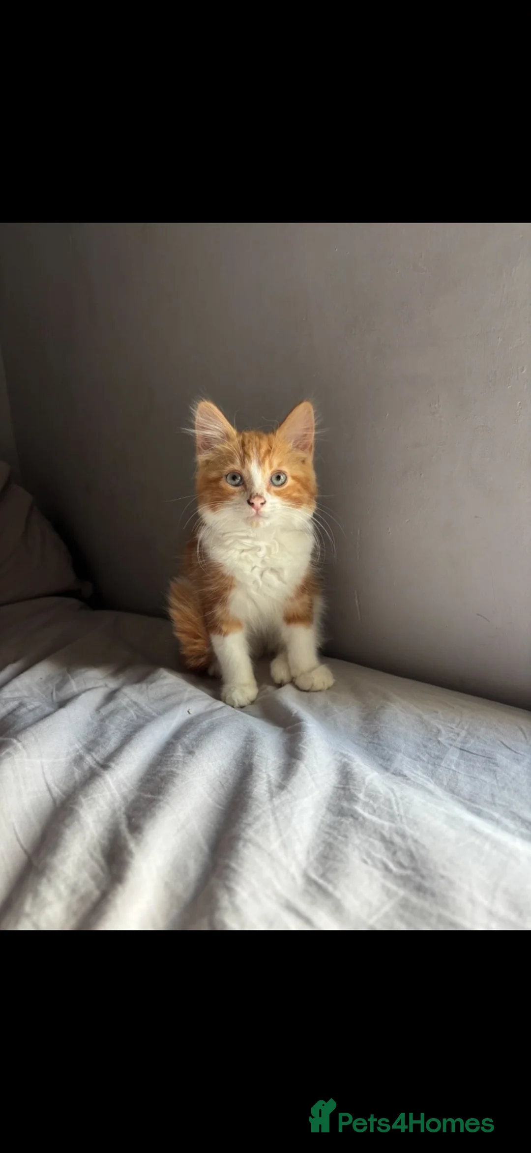 Domestic Shorthair cats for sale: Orange and white domestic shorthair kitten  in Halstead - Advert 4