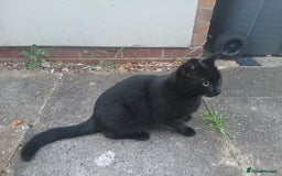 Domestic Shorthair cats for sale: Miku a good mouser/ratter - Image 2