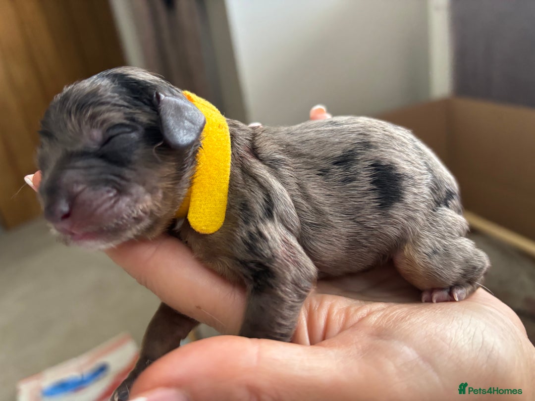 Cavapoo dogs for sale: 2 cavapoos left from a stunning litter - Image 3