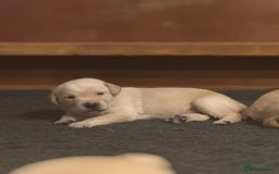 Labrador Retriever dogs for sale: Labrador Retrievers For Sale - Image 13