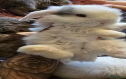 Mini Lop rabbits for sale: Stunning baby lops!  in Stone - Image 10
