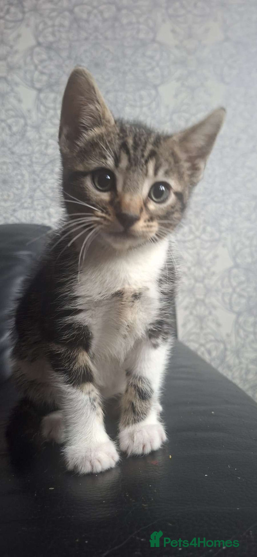 Mixed Breed cats for sale: 2 female kittens  - Advert 5