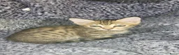 Savannah cats for sale: Savannah cross kittens. - Advert 9